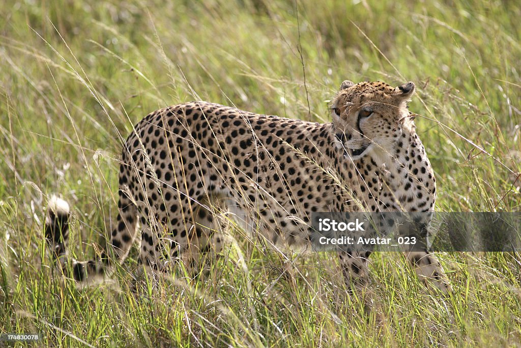 гепард - Стоковые фото Африка роялти-фри