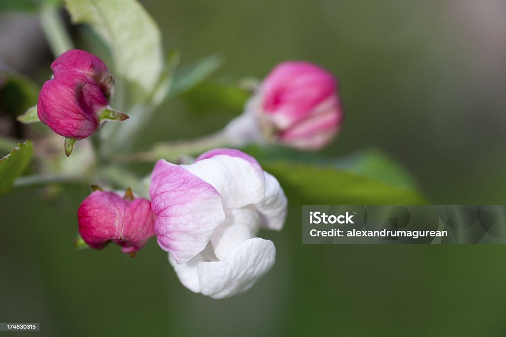 Flor de manzano - Foto de stock de Aire libre libre de derechos