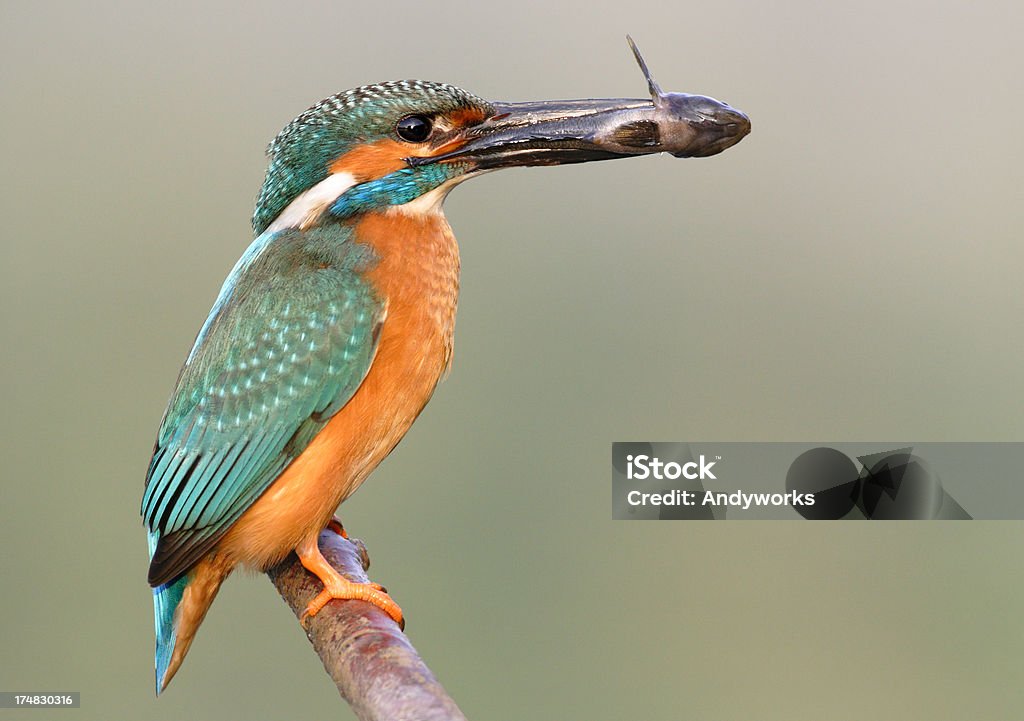 Kingfisher mit runder goby - Lizenzfrei Ast - Pflanzenbestandteil Stock-Foto