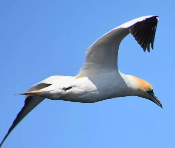 Photo of A gannet flying in the air, viewed from the right, in the Bonaventure Island, in Gaspesie