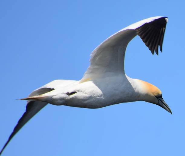 a gannet flying in the air, viewed from the right, in the bonaventure island, in gaspesie - 4811 imagens e fotografias de stock