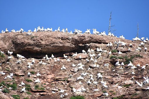 Une colonie de fous de bassan sur une falaise rocheuse de l’île de Bonaventure, en Gaspésie