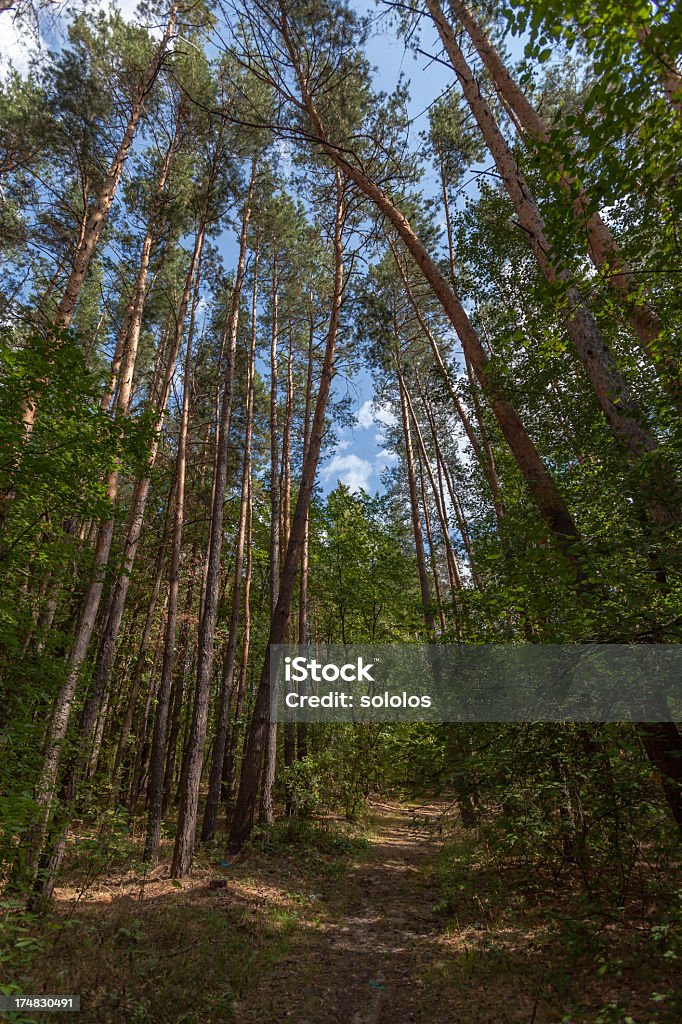 Thicket à pine forest - Photo de Arbre libre de droits