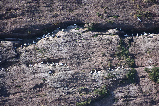 Une colonie de fous de bassan, dans les trous d’une falaise, sur l’île de Bonaventure, en Gaspésie
