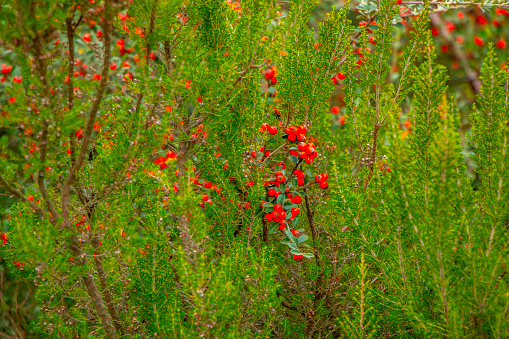 Red rowan berries on a green background in the summer forest. Christmas Holly red berries.