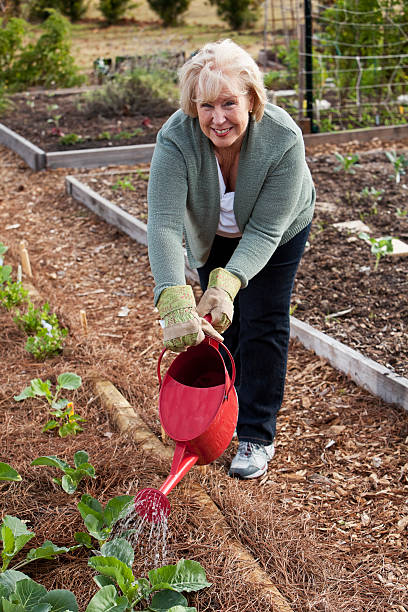 istock Senior woman tending vegetable garden 174830735