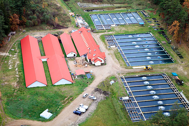 Aerial photo of fish farm "Aerial view. Poland, Pomeranian province" aquaculture photos stock pictures, royalty-free photos & images