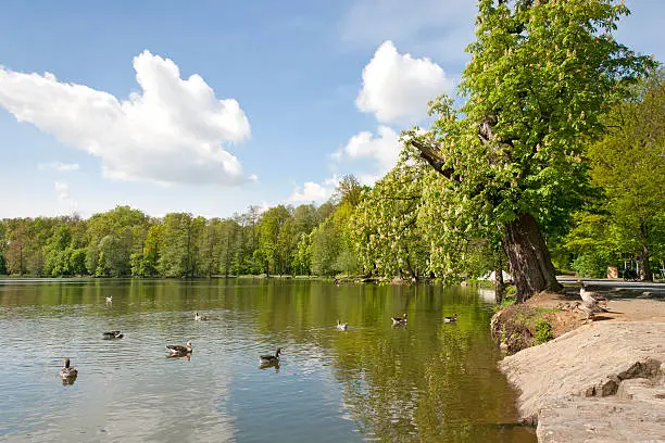 "Greylag Gooses (Anser anser) in the park in springtime. (Was seen near the village Moritzburg, Saxony.)"
