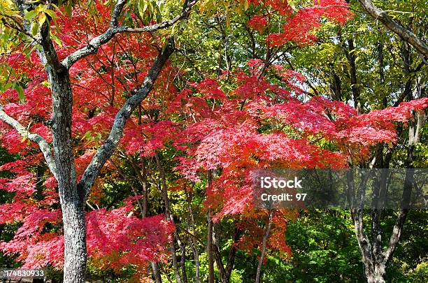 Otoño Color Vibrante Foto de stock y más banco de imágenes de Aire libre - Aire libre, Arce, Arce Japonés