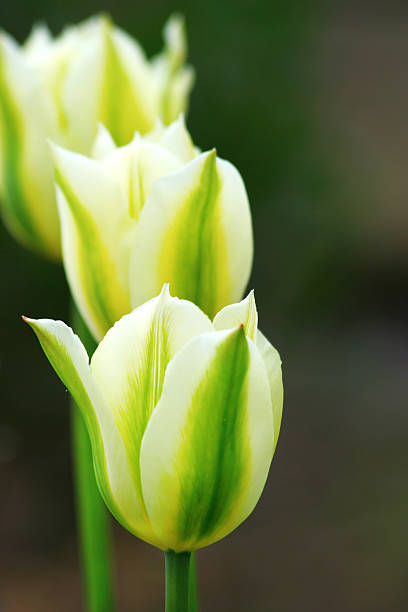 Fresh white and green spring tulips. Spring flower background in vibrant colors.