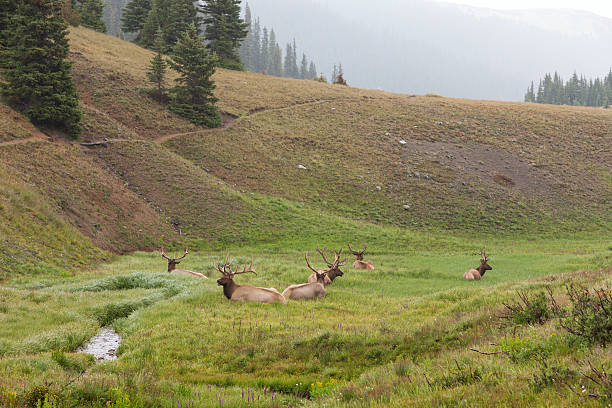 istock Elk herd resting in Rocky Mountain National Park. 174831090