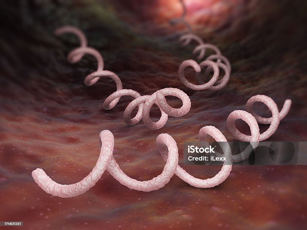 Syphilis bactéria. Treponema pallidum - Royalty-free Treponema pallidum Foto de stock