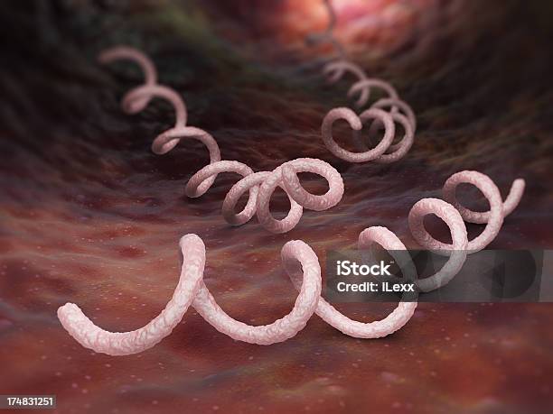 Syphilis Bactéria Treponema Pallidum - Fotografias de stock e mais imagens de Treponema pallidum - Treponema pallidum, Bactéria, Ampliação