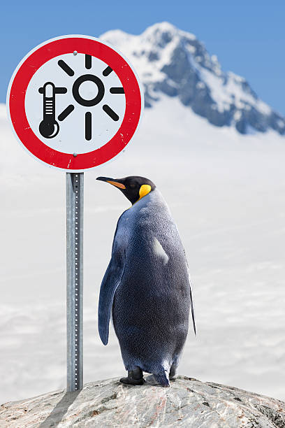 antarktis königspinguin mit road sign treibhauseffekt - nature antarctica half moon island penguin stock-fotos und bilder