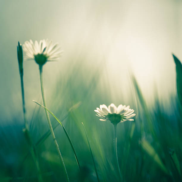 gänseblümchen, nahaufnahme - wildflower spring close up daisy stock-fotos und bilder