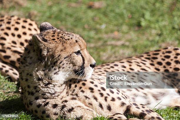 Grande Gato - Fotografias de stock e mais imagens de Animais caçando - Animais caçando, Animal, Animal Cativo