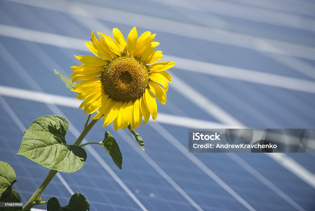 Solar Energy Sunflower and solar panels. Beauty In Nature Stock Photo