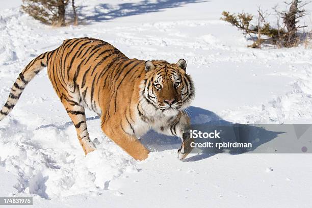 Sibirischer Tiger Stockfoto und mehr Bilder von Fotografie - Fotografie, Groß, Horizontal