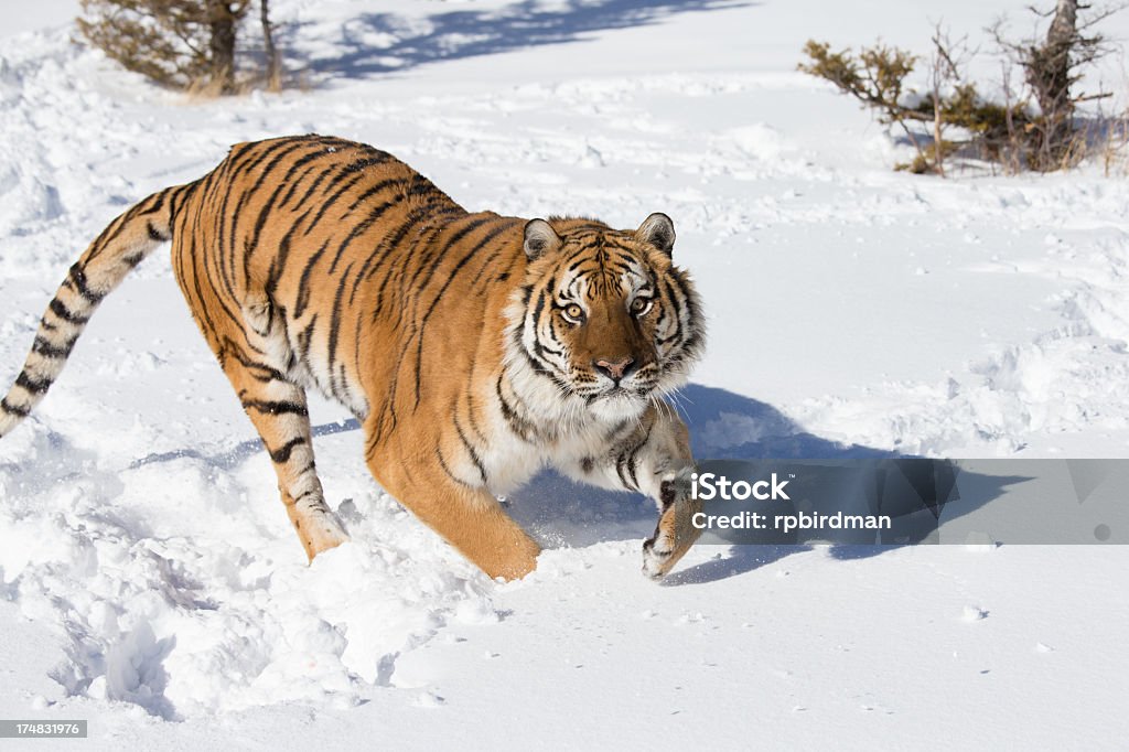 Tigre-da-Sibéria - Foto de stock de Animal royalty-free