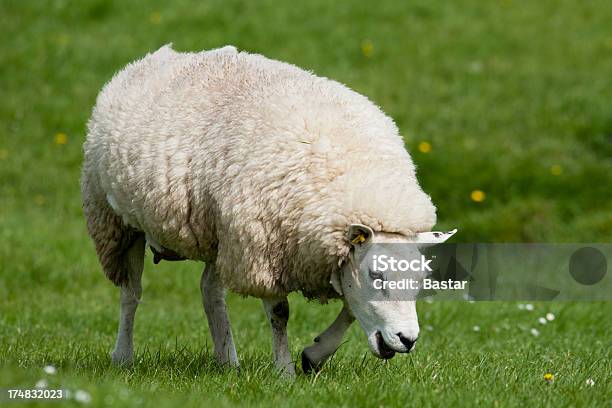 Pastar Ovelha - Fotografias de stock e mais imagens de Agricultura - Agricultura, Animal Doméstico, Ao Ar Livre