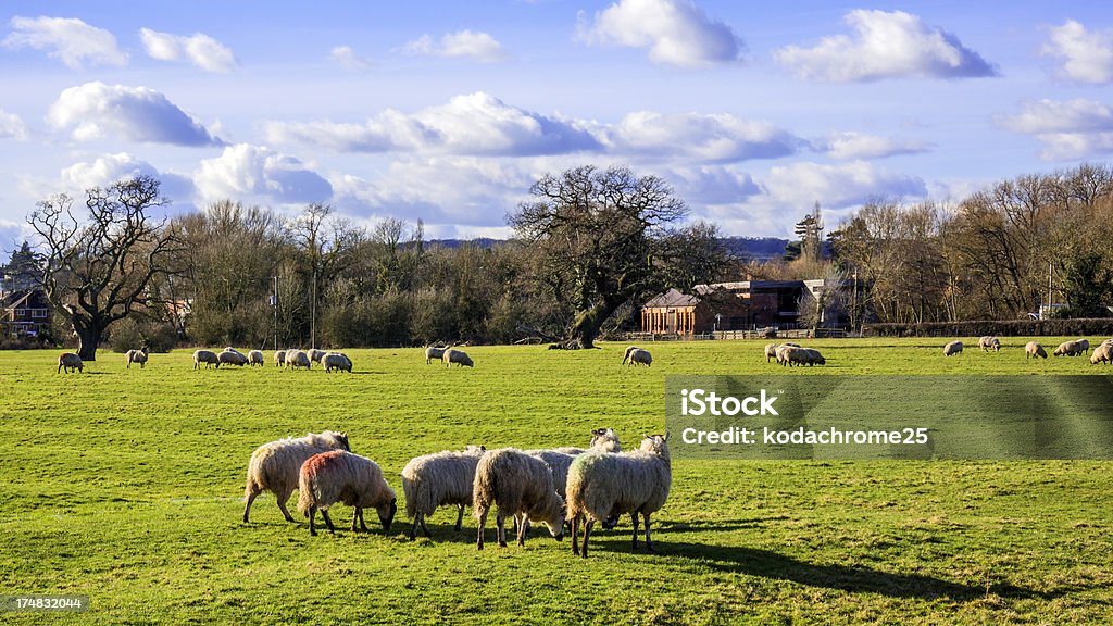 Mouton - Photo de Angleterre libre de droits