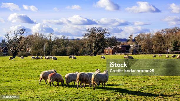 Ovelha - Fotografias de stock e mais imagens de Campo agrícola - Campo agrícola, Cena Rural, Inglaterra