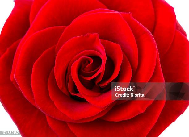 Rosa Vermelha - Fotografias de stock e mais imagens de Amor - Amor, Aniversário, Aniversário especial