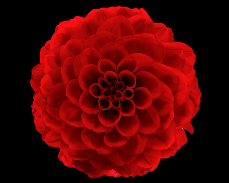 Red Dahlia isolated on black.