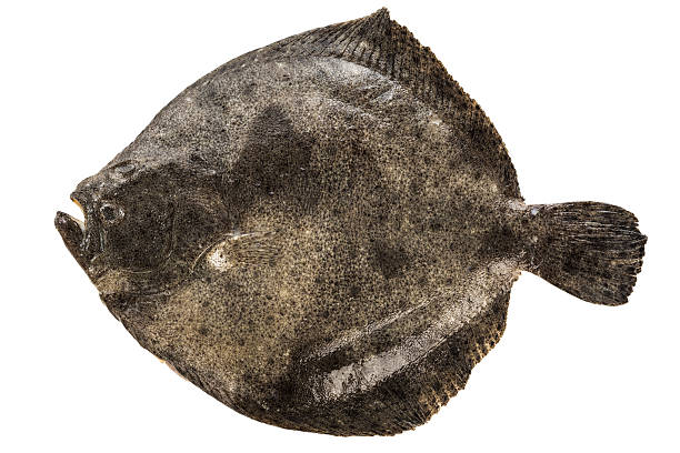 turbot Turbot on white background turbot stock pictures, royalty-free photos & images