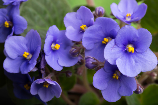 African violet flowers (Saintpaulia), Close-up, Blossoming and Macro photo of african violet flowers. High quality photo