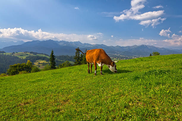 istock Cow in a mountain pasture 174832632