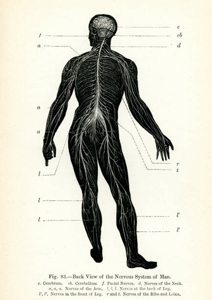 Human Nervous System Vintage engraving from 1883 of the back view of the nervous system of a man vintage medical diagrams stock illustrations