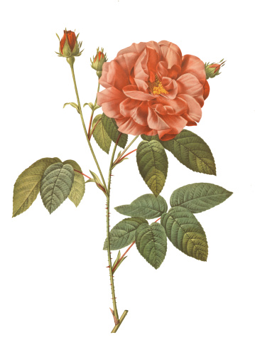Old illustration of Rosa gallica officinalis. Engraving by Pierre-Joseph Redoute. Was published in the third octavo edition of Les Roses in Paris year 1827.
