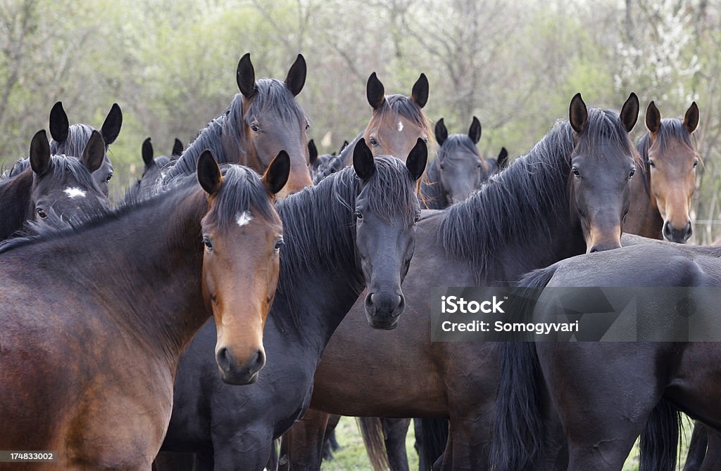 Caballos mirando - Foto de stock de Caballo - Familia del caballo libre de derechos