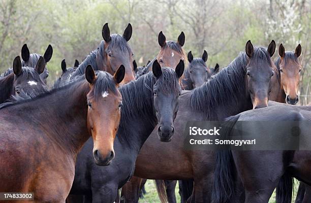 Caballos Mirando Foto de stock y más banco de imágenes de Caballo - Familia del caballo - Caballo - Familia del caballo, Rebaño, Potro