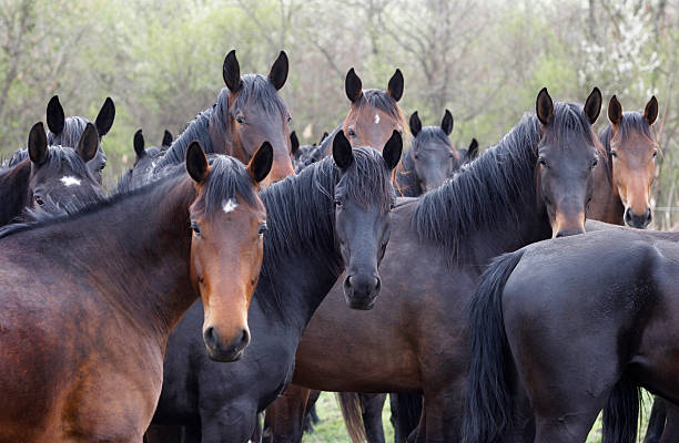 cavalos olhar - horse herd togetherness connection imagens e fotografias de stock