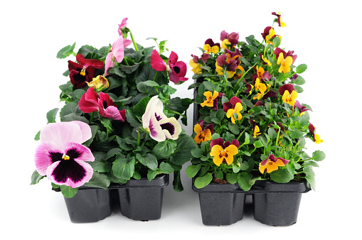 two boxes of pink and orange purple pansy and violoa flower seedling in flower pot on isolated white backgroundSee also my other images