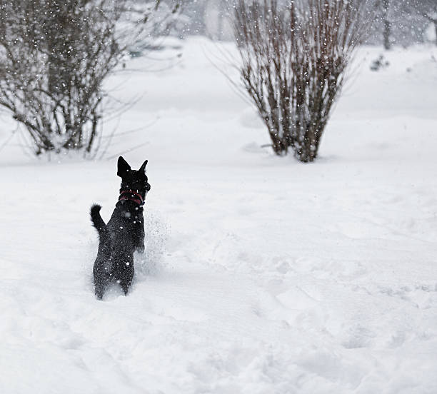 perro en la nieve profunda ventisca interrupción - isweather2013 fotografías e imágenes de stock