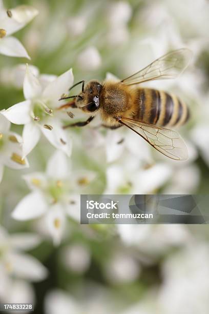 Foto de Abelhas e mais fotos de stock de Abelha - Abelha, Abelha Melífera, Abelha obreira