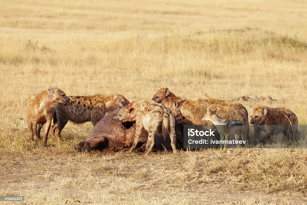 Hyenas comer rapiña, de Masai Mara - Foto de stock de Agujero libre de derechos