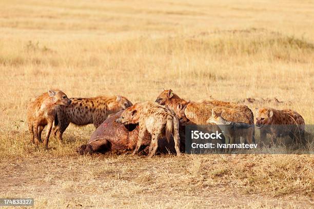 Hyenas Comer Rapiña De Masai Mara Foto de stock y más banco de imágenes de Agujero - Agujero, Aire libre, Animal