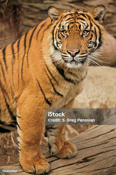 Photo libre de droit de Tigre banque d'images et plus d'images libres de droit de Tigre royal de Sumatra - Tigre royal de Sumatra, Animaux à l'état sauvage, Faune sauvage
