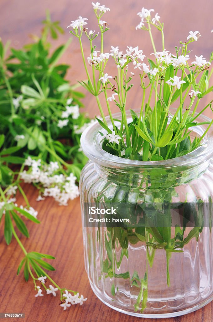 Verre de sweet woodruff - Photo de Aspérule odorante libre de droits