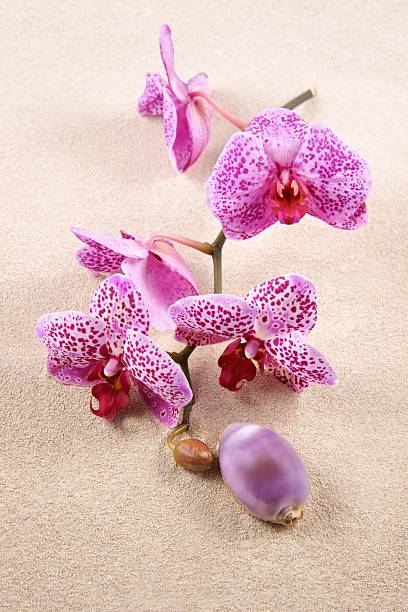 Background with orchid