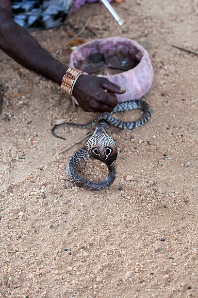 заклинатель змей - snake human hand color image cobra стоковые фото и изображения