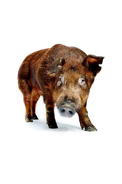 Duroc Pig On White Background Close up portrait of Duroc pig. agricultural themes stock pictures, royalty-free photos & images