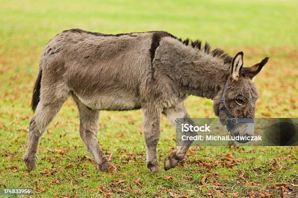 Esel Stockfoto und mehr Bilder von Agrarbetrieb - Agrarbetrieb, Domestizierte Tiere, Fotografie