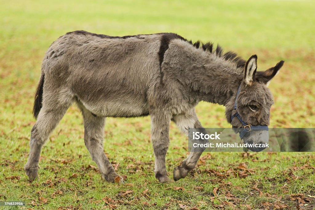 Donkey Donkey on pasture Animal Stock Photo