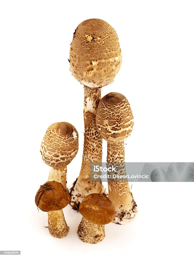 Isolato funghi - Foto stock royalty-free di Ambientazione interna