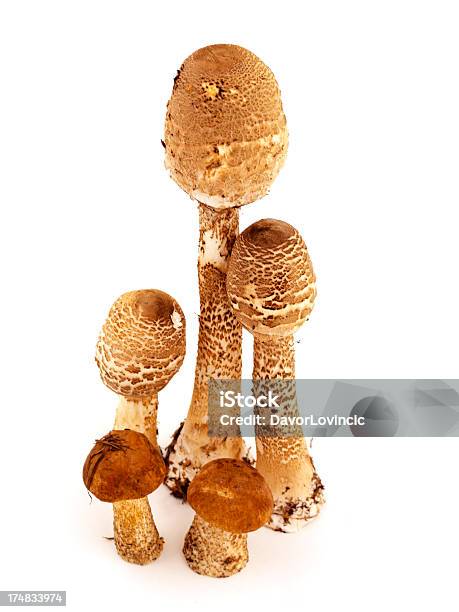 Isolato Funghi - Fotografie stock e altre immagini di Ambientazione interna - Ambientazione interna, Bianco, Boleto pepato